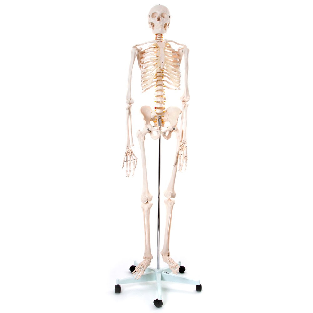 Skelet 170 Cm   Fuld Størrelse